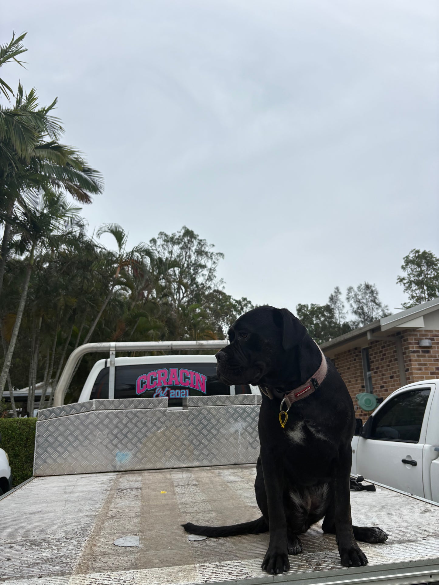 CC Racin Premium Logo Sticker (Large)